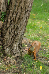 Red squirrel. Cute rodent. Animals in the city park. Wild life in the city. Feed the protein. Wildlife and environmental protection. Fluffy tail. Curious animal. Nimble and jumping squirrel.