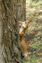 Red squirrel. Cute rodent. Animals in the city park. Wild life in the city. Feed the protein. Wildlife and environmental protection. Fluffy tail. Curious animal. Nimble and jumping squirrel.