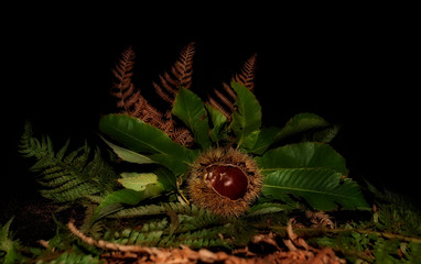 Chestnuts in their urchins on a background of ferns