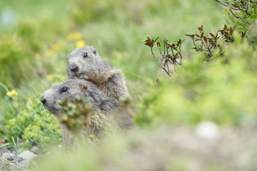 Alpine Marmot Marmota Marmota Switzerland Alps Mountains