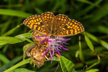The heath fritillary (Melitaea athalia) is a butterfly of the family Nymphalidae.