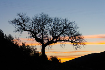 Fototapeta na wymiar One guardian tree are watching the surrounding during the sunrise