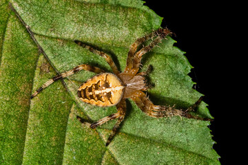 Spider on a leaf. Garden cross spider (Araneus diadematus).