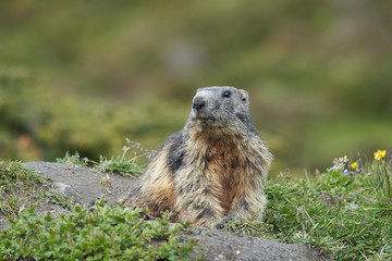 Alpine Marmot Marmota Marmota Switzerland Alps Mountains
