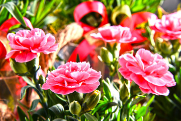 Composition with bouquet of carnations