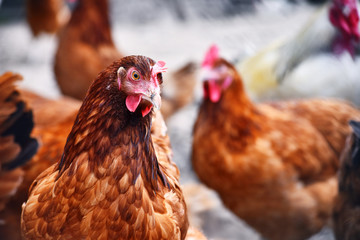 Chickens on traditional free range poultry farm