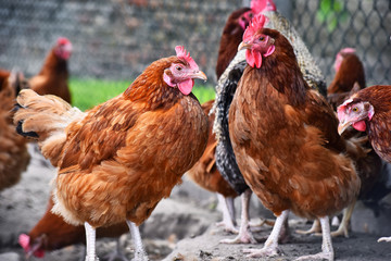 Chickens on traditional free range poultry farm