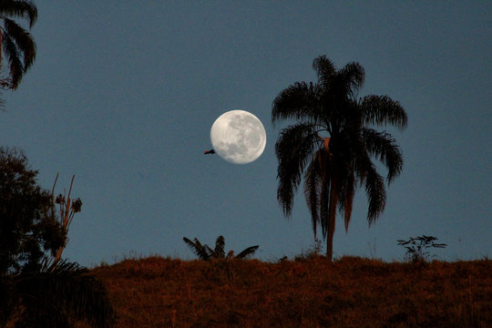 Tucano no P&ocirc;r da Lua Cheia