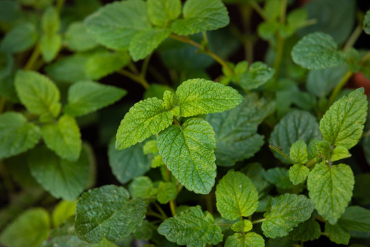 Bl&auml;tter einer Zitronenmelisse im eigenen Gartenanbau