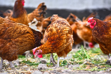 Chickens on traditional free range poultry farm