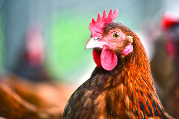 Chickens on traditional free range poultry farm © monticellllo