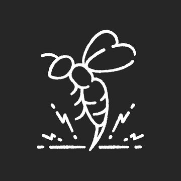 Bee venom chalk white icon on black background. Honeybee attack, flying insect injecting poison. Beekeeping, apiculture, apiology. Stinging bumblebee, hornet isolated vector chalkboard illustration