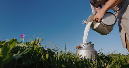 Man pours milk into the can against the background of a green meadow