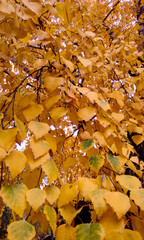 Yellow birch leaves hang from top to bottom and fall like a waterfall against the background of the autumn sky.