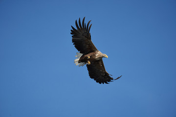 White tailed Eagle Catching eel Raptor Lake Hunting