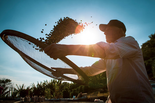 Detail of worker selecting ripen coffea arabica beans with a sieve at a small Brazilian family coffee plantation. Fair trade storytelling concept. Beautiful sun and blue sky on the background.