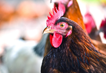 Chickens on traditional free range poultry farm