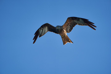 Fototapeta premium Red kite Portrait Milvus Milvus Fishing Lake