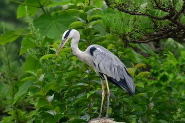 鳥, 鷺, 動物, 自然, 野生生物, 灰色, アオサギ、青鷺