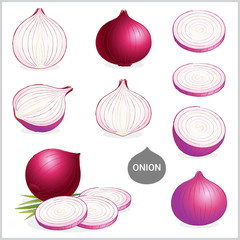 Set of red or purple onion in various styles vector format