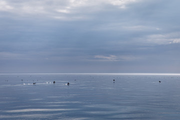 same tones of blue water and sky with birds flying on top