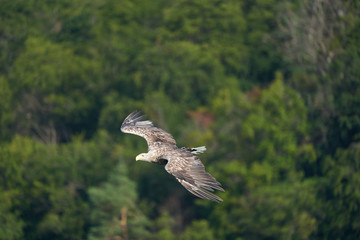 White tailed Eagle Catching eel Raptor Lake Hunting