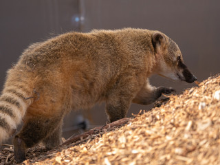 Coati