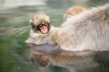 Fototapeta premium 温泉に浸かるニホンザル 秋の地獄谷の猿