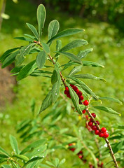 Daphne mezereum, commonly known as February daphne, mezereon, mezereum, spurge laurel or spurge...