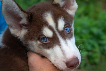 rot weißer siberian husky welpe mit blauen augen schaut den betrachter direkt an