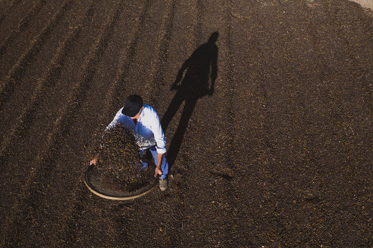 Aerial view of farmer working with sieve for coffee beans during production harvest in a small family coffee plantation. Fair trade storytelling concept. Top view and copy space template.