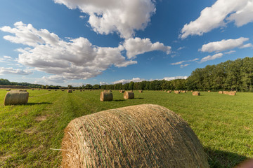 Gros ballots de paille récolté par ramasseuse-presse 