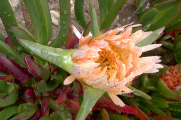 A flowering sour fig succulent after a welcome burst of rain in the dry Karoo of South Africa