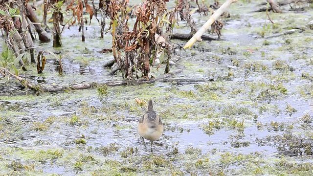 Little Crake (Porzana parva), Greece