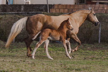 Obraz premium Potro Quarto de Milha