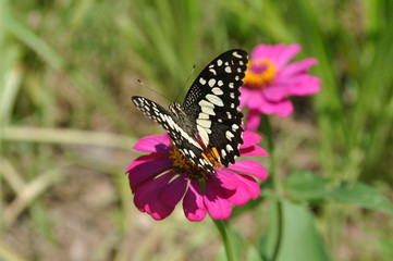 A stunning butterfly on bright pink flowers