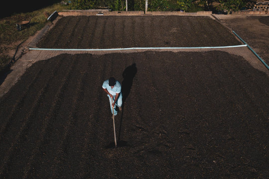 aerial view of farmer working with scattering coffee beans during production harvest in a small family coffee plantation. Fair trade storytelling concept. Top view and copy space template.