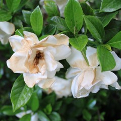 Obraz premium white flower