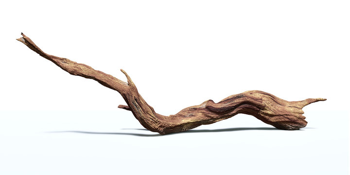 driftwood isolated on white background, twisted branch