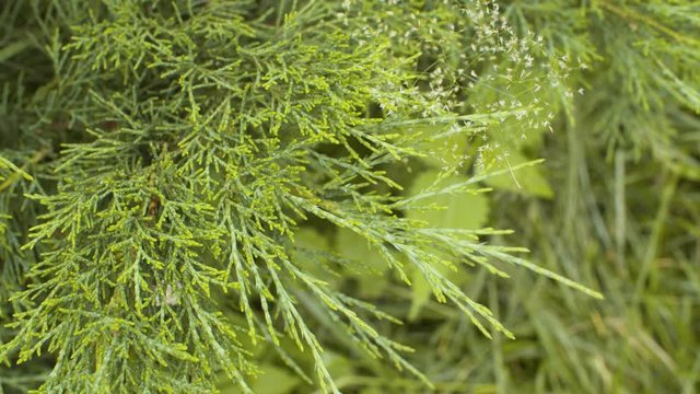 Green juniper branches close up at summer sunny day. Macro shooting with camera movement. Panorama, seasonal scene, natural background