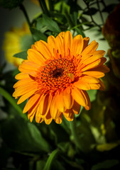 Nahaufnahme einer orangefarbenen Kunstblume