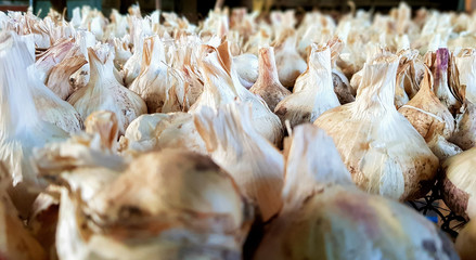 A lot of messidor garlic is spread out in the open air. This variety is high yielding good quality, ripens early and has a high yield, grown in Holland.