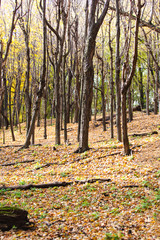 yellow forest in fall with fallen leaves