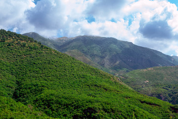 Fototapeta premium Summer landscape - mountains, covered with green trees, gray clouds on the sky.