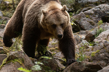 Obraz na płótnie Canvas Large European predator Brown bear, Ursus arctos walking on a rocky ground in Finnish taiga forest. 