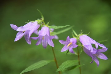 Glockenblume mit vielen Bl&uuml;ten vor gr&uuml;nem Hintergrund 