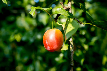 Plum tree with juicy fruits on sunset light