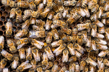 Close Up Of Bees On Beeswax Honeycomb In Hive