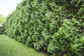 very green wall in between two properties in summer