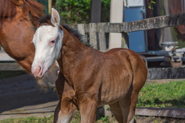 Potro Quarto de Milha